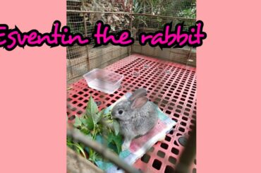 ESVENTIN THE RABBIT🐇🐰💖