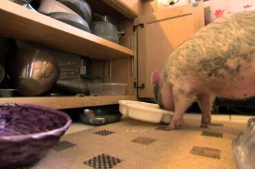 Animal BFFs - Baby Baboon, Teacup Pig