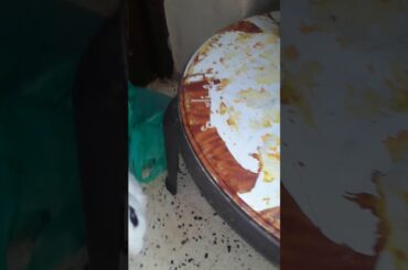 Oir cute little new rabbit