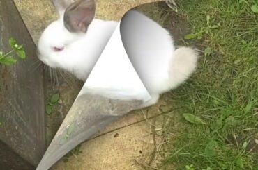 Albino rabbit and blue Rabbit playing outdoors