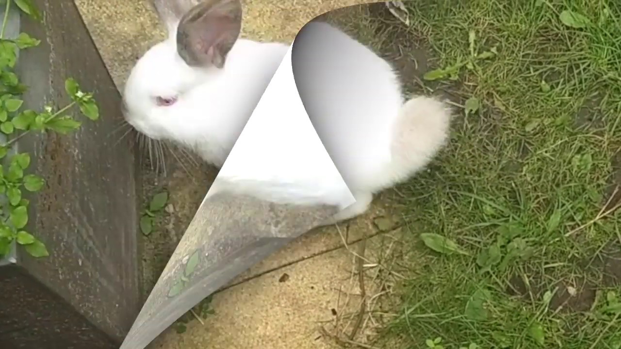 Albino rabbit and blue Rabbit playing outdoors