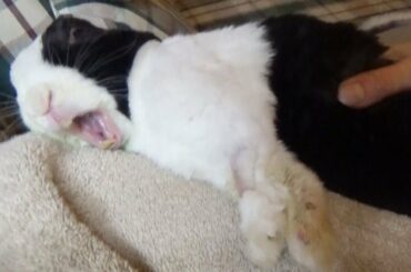 Sleeping Rabbit Lucid Dreaming