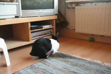 A Cute Rabbit Playing