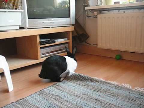 A Cute Rabbit Playing