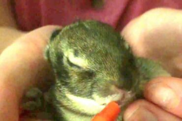 ORPHANED BABY BUNNY BOTTLE FEED