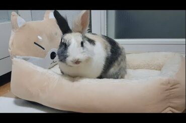 토끼한테 시바방석을 사줬더니...(Cute bunny and Shiba cushion)