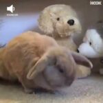 Funny Rabbits Screaming