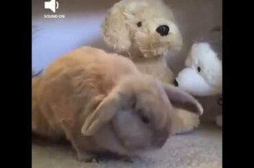 Funny Rabbits Screaming