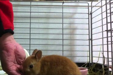 Cute Bunny eating Banana!!Netherland Dwarf