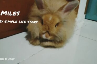 My Cute Bunny Boiboy Taio the Rabbit 2