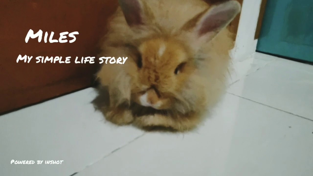 My Cute Bunny Boiboy Taio the Rabbit 2