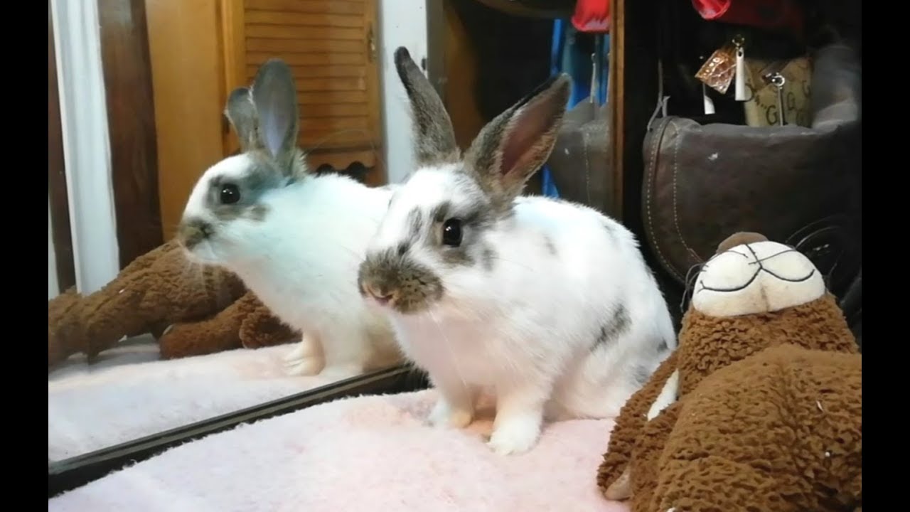 Conejo Mi conejito se mira al espejo por primera vez , Cute and funny bunny. 🐰🐰