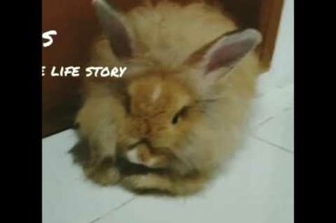 My Cute Bunny Boiboy Taio the Rabbit 1