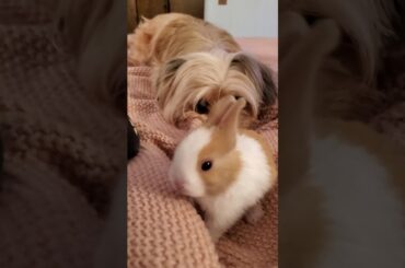 Cutest bunny and 2 dogs