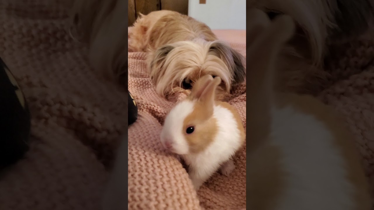 Cutest bunny and 2 dogs