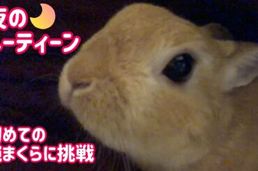【うさぎ】夜のルーティーン 腕まくら編【かわいい】Cute rabbit Night routine #68