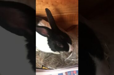 Cute rabbit doing parkour on hay!