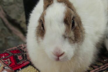 No copyright cute rabbit videoclip | cute rabbit video | no copyrightContent | Copyright free Video