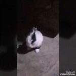 #Guriya's world # rabbit masti #trendig funny baby bunny rabbit vlog cute rabbit lovely rabbit vlog