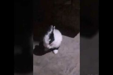 #Guriya's world # rabbit masti #trendig funny baby bunny rabbit vlog cute rabbit lovely rabbit vlog