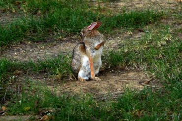 No Copyright rabbit eating video | cute rabbit video  | No Copy Right Content | Copyright free Video