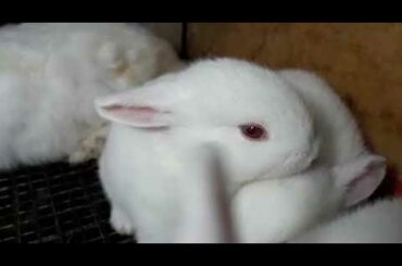 Super cute baby rabbit🤣🤣🤣