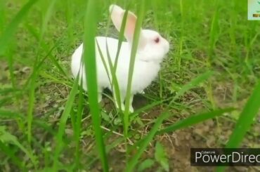 Cute bunny rabbit grazing and doing some fun in the garden