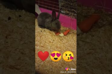 Rabbit cute eating🐇🐰🍎🍏