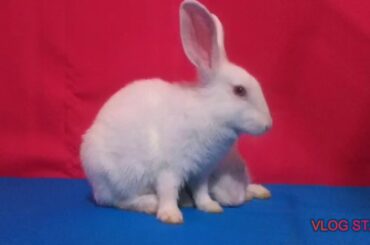 Rabbits cute expressions