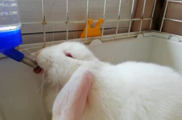 ASMR/ CONEJO BABY RABBIT, BEBIENDO AGUA. CUTE BUNNY.