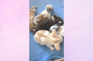 My Baby Bunnies - Short update video