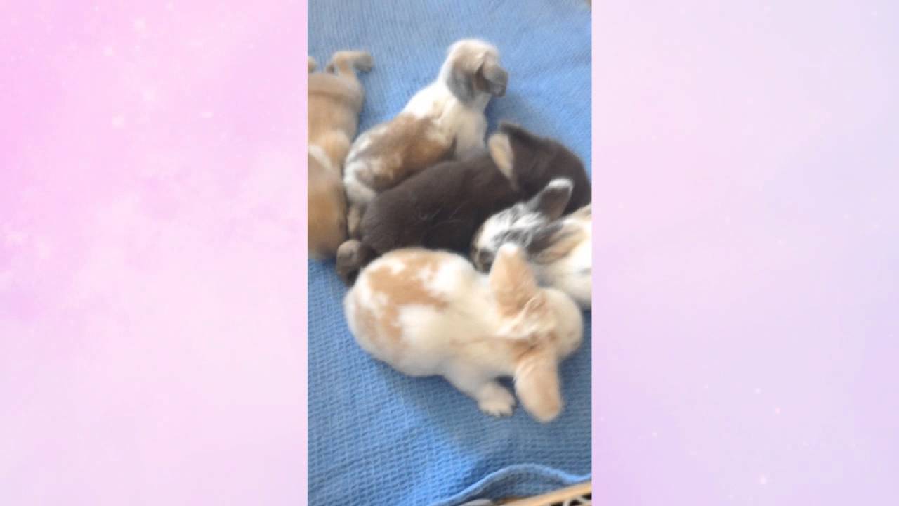 My Baby Bunnies - Short update video