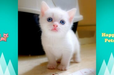Kumpulan Video Kucing Lucu Bikin Ngakak dan Menggemaskan #2 😍 Happy Pets TV ✅