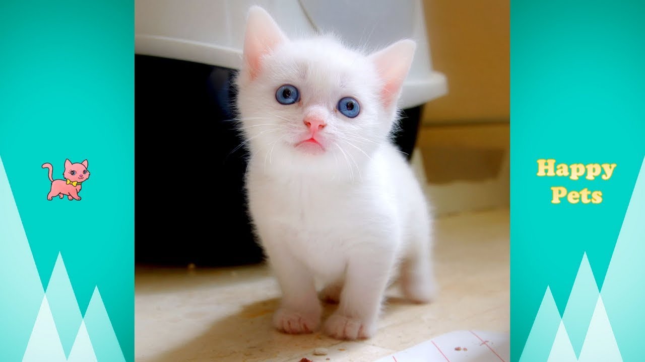 Kumpulan Video Kucing Lucu Bikin Ngakak dan Menggemaskan #2 😍 Happy Pets TV ✅