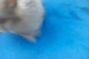 English angora rabbit bunny