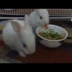 Cute Bunnies Having Dinner