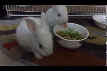 Cute Bunnies Having Dinner