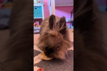 Cute bunny eating a banana