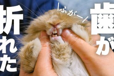 ウサギの歯が内側に折れ曲がっていたので病院へ行きましたNo.83