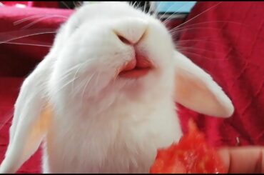 Videos de Conejos Graciosos Recopilación, Cute and Funny bunny.