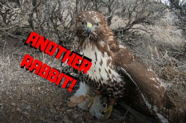 Hawk Catching Rabbits