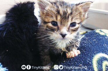 LIVE: Tiny orphan kittens and their Uncle Mirok!  TinyKittens.com