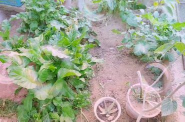 New born babies of rabbits/ my pets/ 2019