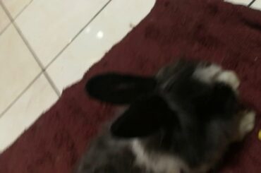 I found a cute bunny!! It's so cute