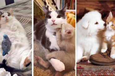 Playful Cats Compilation | Funny Cats  Kittens Playing Awesome Friendship Video | Cute Interaction