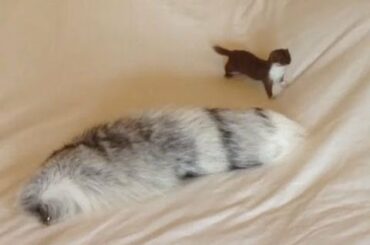 Ozzy the Weasel's War Dance. This is how weasels hunt.