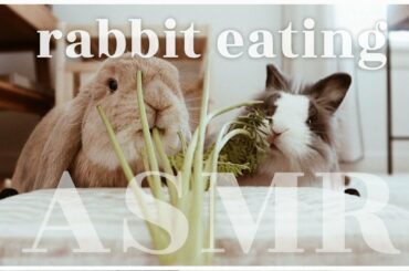 Bunny Eating ASMR | WahlieTV EP728