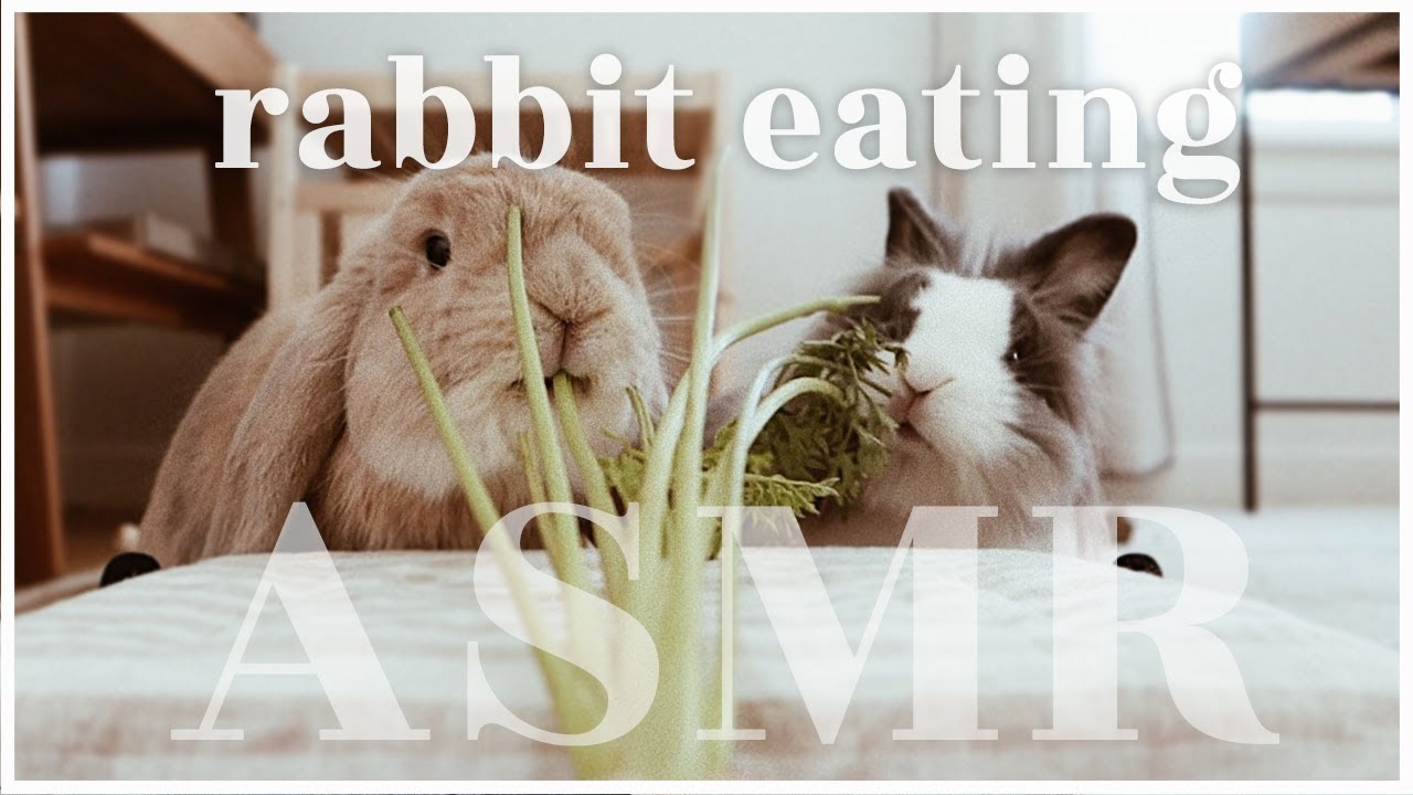 Bunny Eating ASMR | WahlieTV EP728