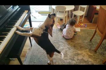 THE MOST AMAZING AND HYSTERICAL VIDEO ON THE INTERNET!!!! Feat. Buddy Mercury Dog and Lil Sis!