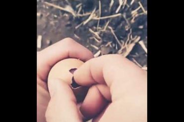 Baby rabbit in egg shell